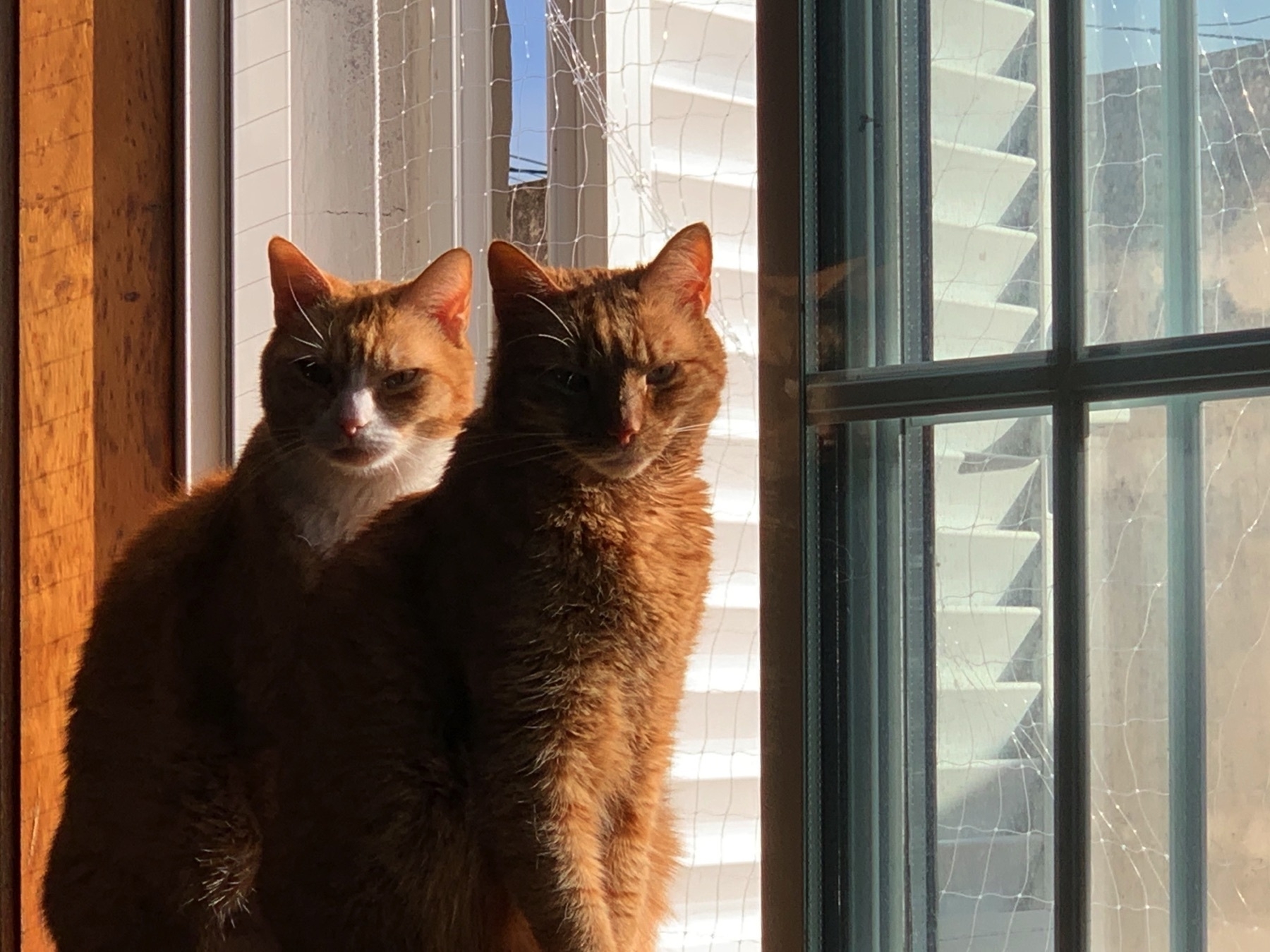 Merry and Pippin, two ginger cats, sitting on a sunny windowsill, looking back at the camera