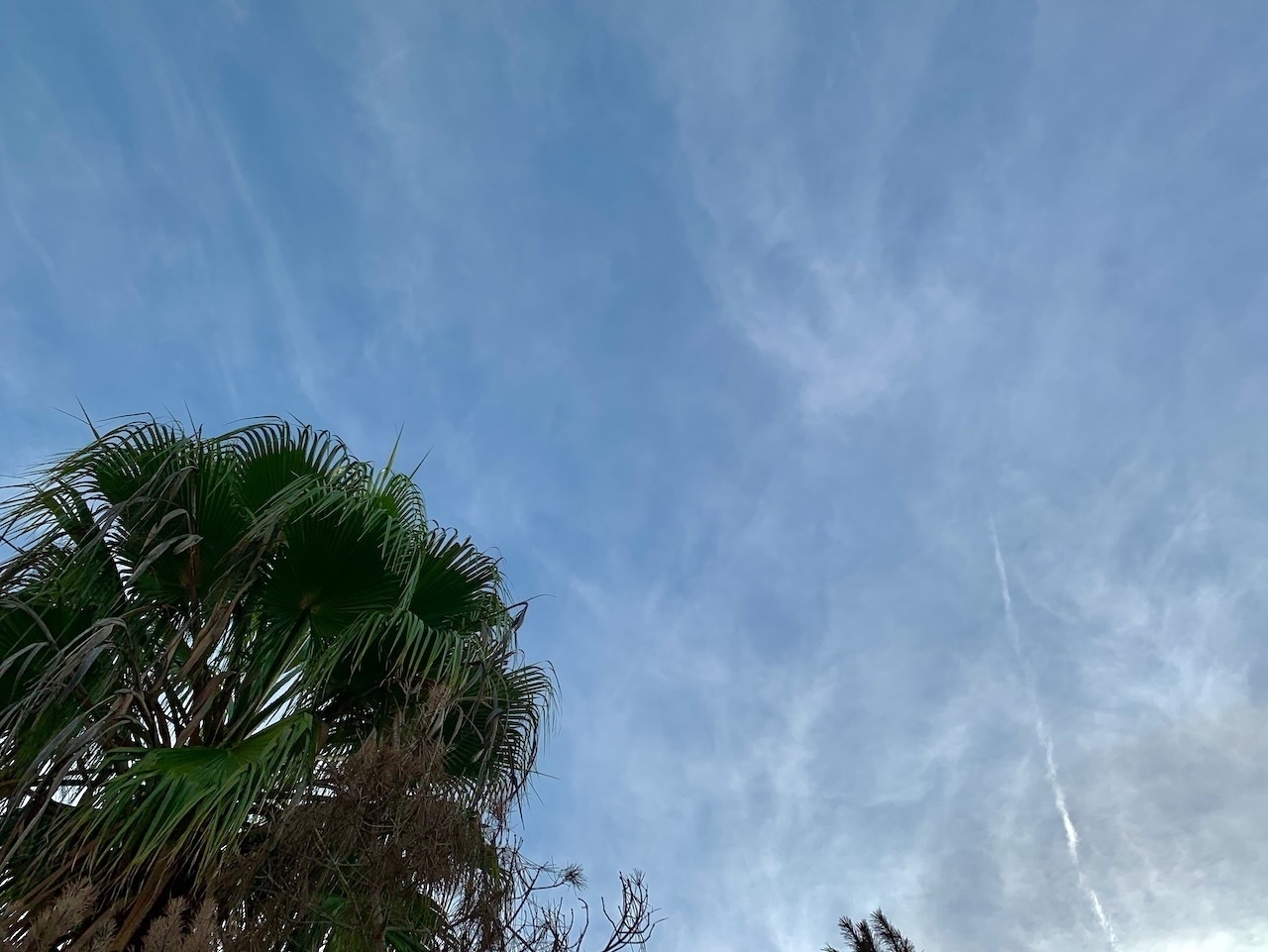 View of blue sky with wispy clouds and a faint condensation trail. There is a palm tree in the lower left corner.