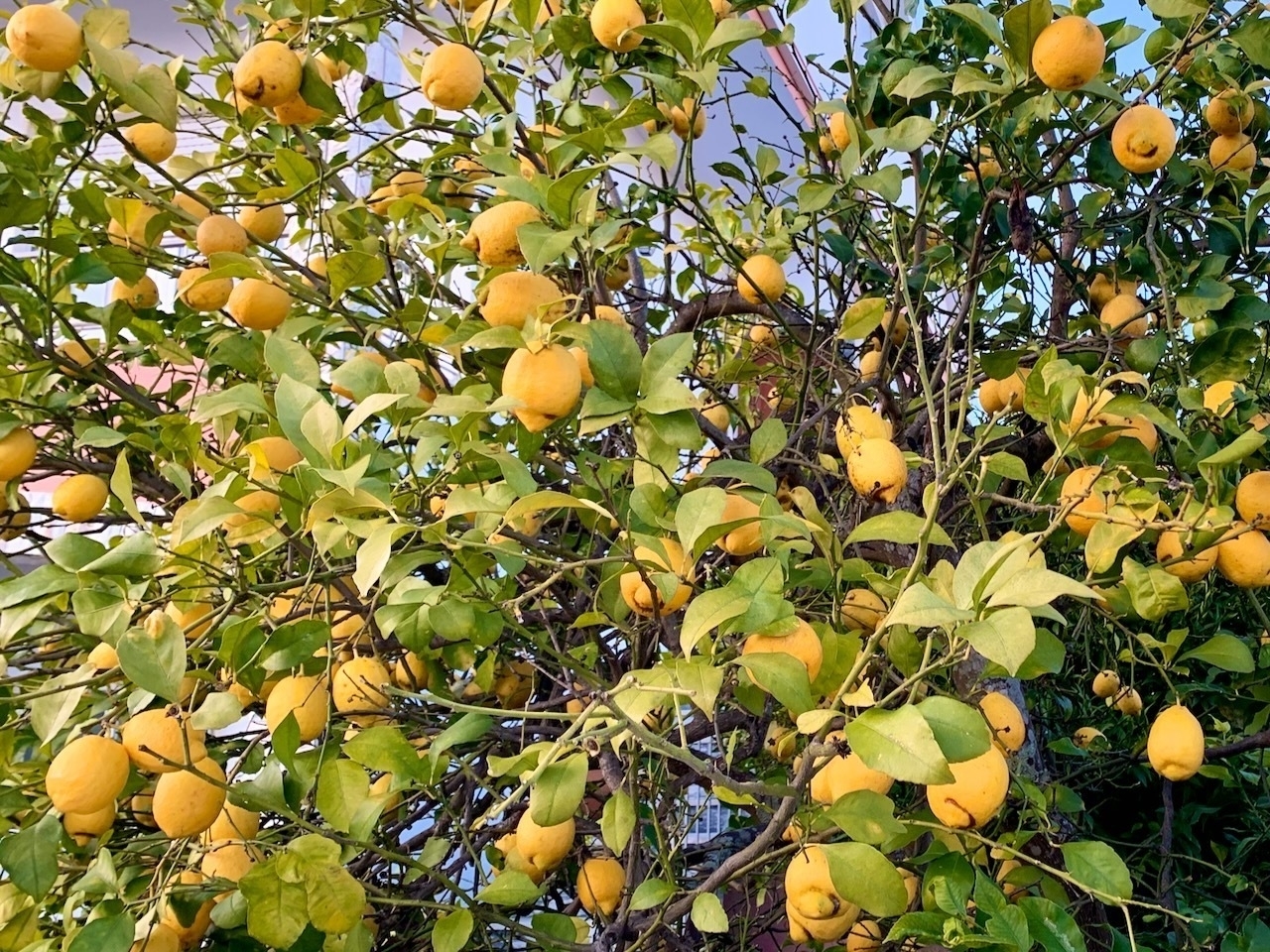 A lemon tree laden with ripe, yellow lemons